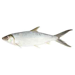 IKAN SUSU /MILK FISH - PCS (8395)